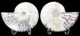 Sliced Fossil Ammonite Pair - Agatized #39602-1